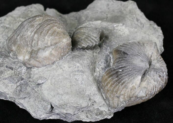 Platystrophia Brachiopods Fossil From Kentucky #21813